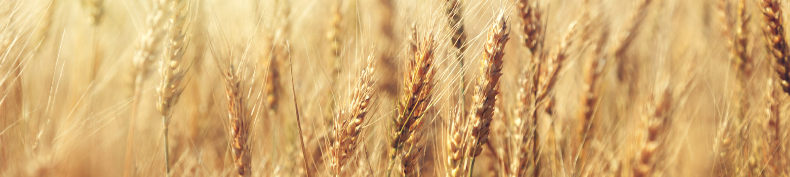 Close up of grain field