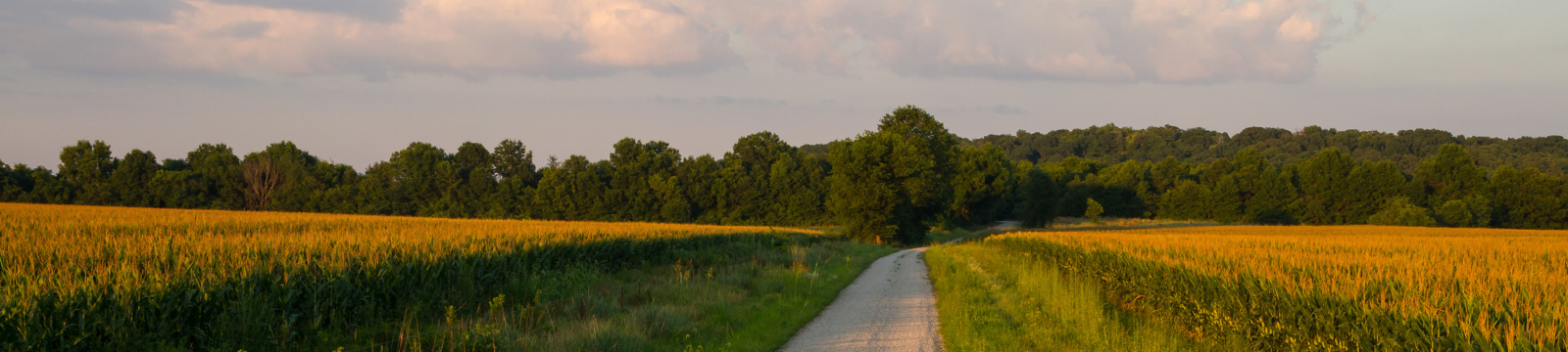 View of cornfield and road